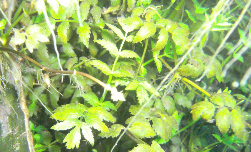 Botanica ... subacquea:  Helosciadium nodiflorum (Apiaceae)