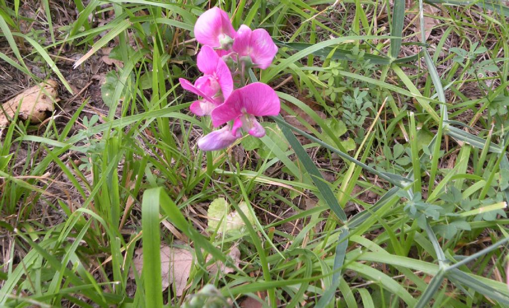 Lathyrus sylvestris?  Sì !