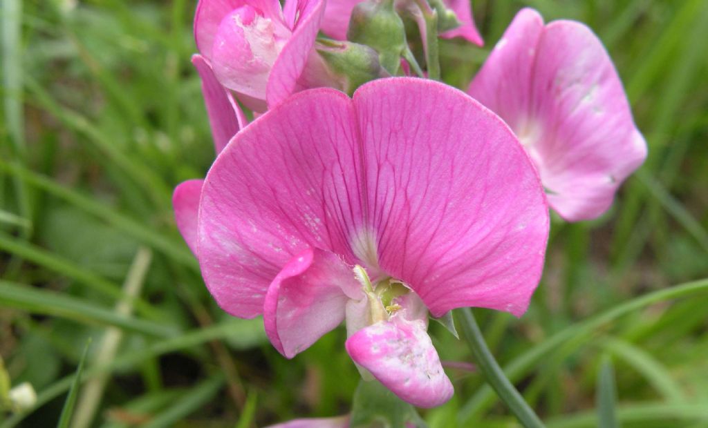Lathyrus sylvestris?  Sì !
