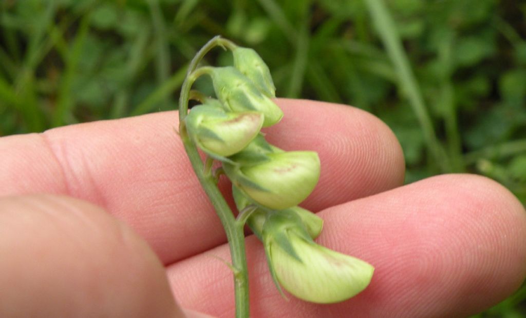 Lathyrus sylvestris?  Sì !