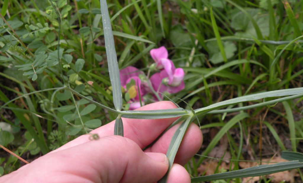 Lathyrus sylvestris?  Sì !