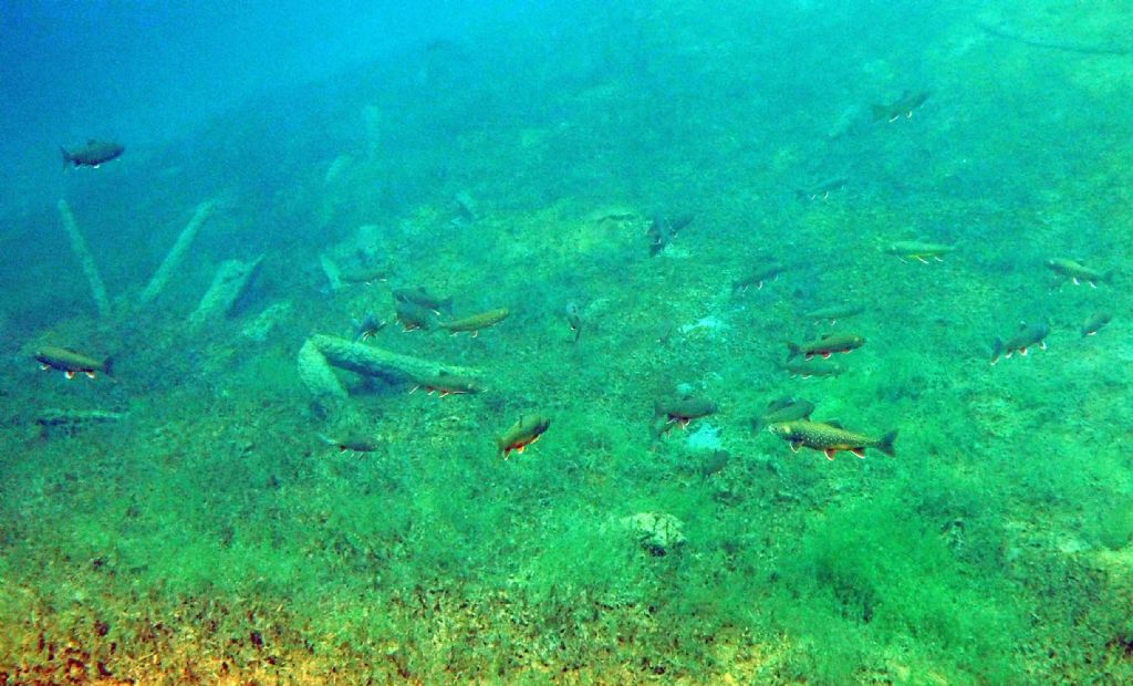 I salmerini del Fernsteinsee