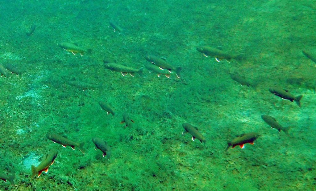 I salmerini del Fernsteinsee