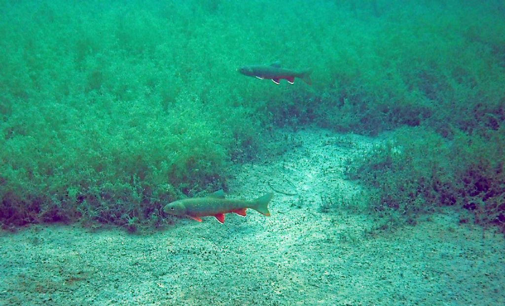 I salmerini del Fernsteinsee