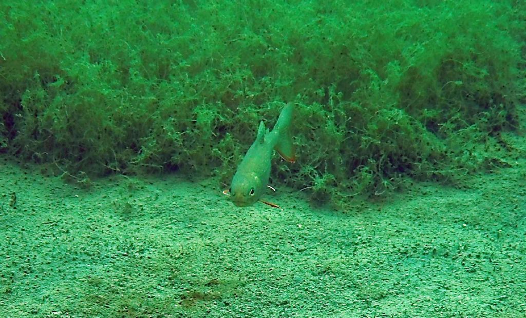 I salmerini del Fernsteinsee