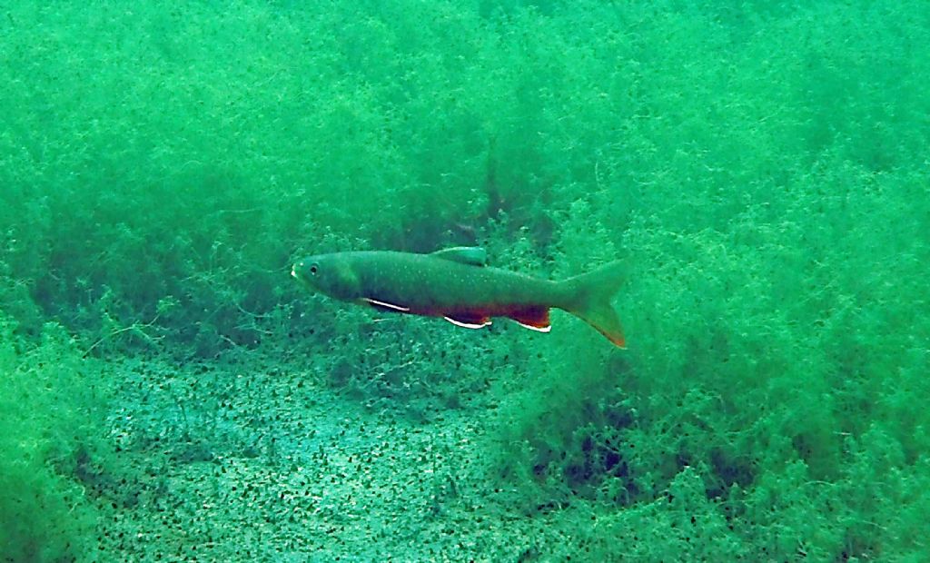 I salmerini del Fernsteinsee