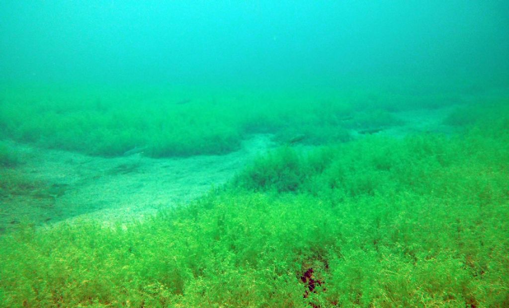 I salmerini del Fernsteinsee