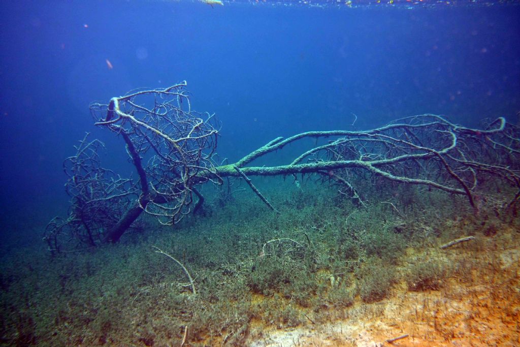 I salmerini del Fernsteinsee