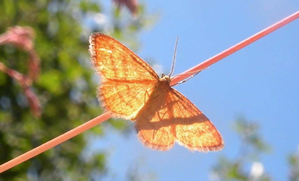 Geometridae... recto e verso?  S, Idaea flaveolaria