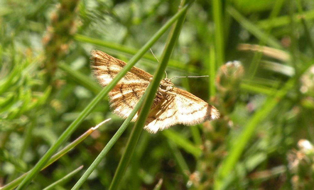 Geometridae... recto e verso?  S, Idaea flaveolaria