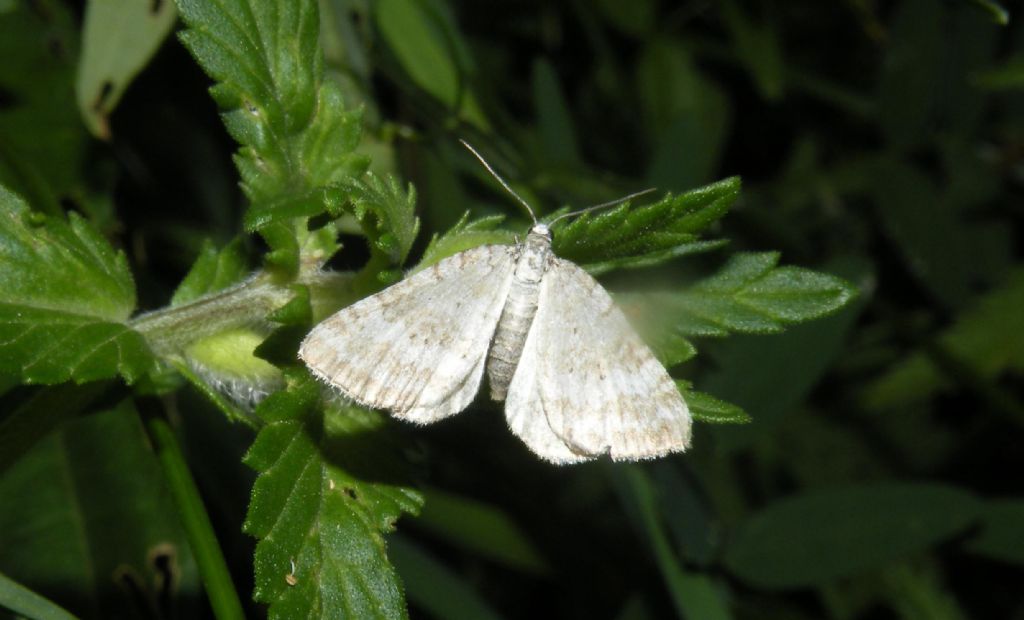 Geometridae ribelle