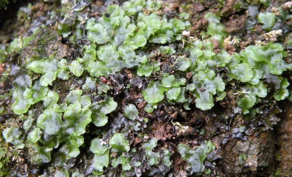 Marchantia polymorpha, epatica?