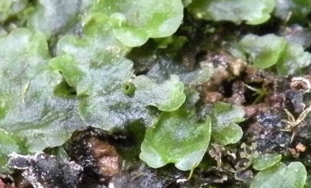 Marchantia polymorpha, epatica?