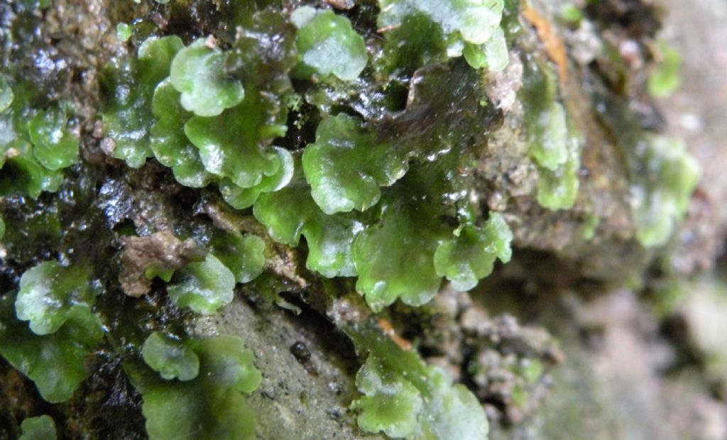 Marchantia polymorpha, epatica?