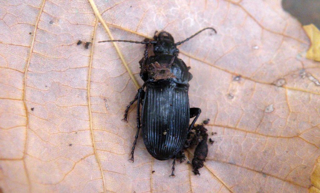 Carabidae? S, Abax parallelepipedus curtulus, maschio