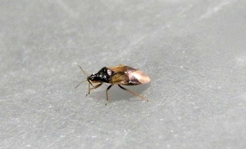 Anthocoridae: Orius sp.