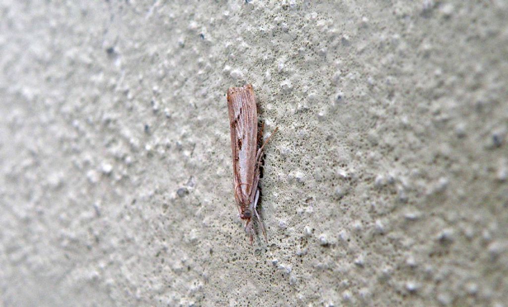 Crambidae: Agriphila geniculea?  No, Agriphila inquinatella