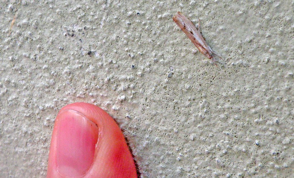 Crambidae: Agriphila geniculea?  No, Agriphila inquinatella