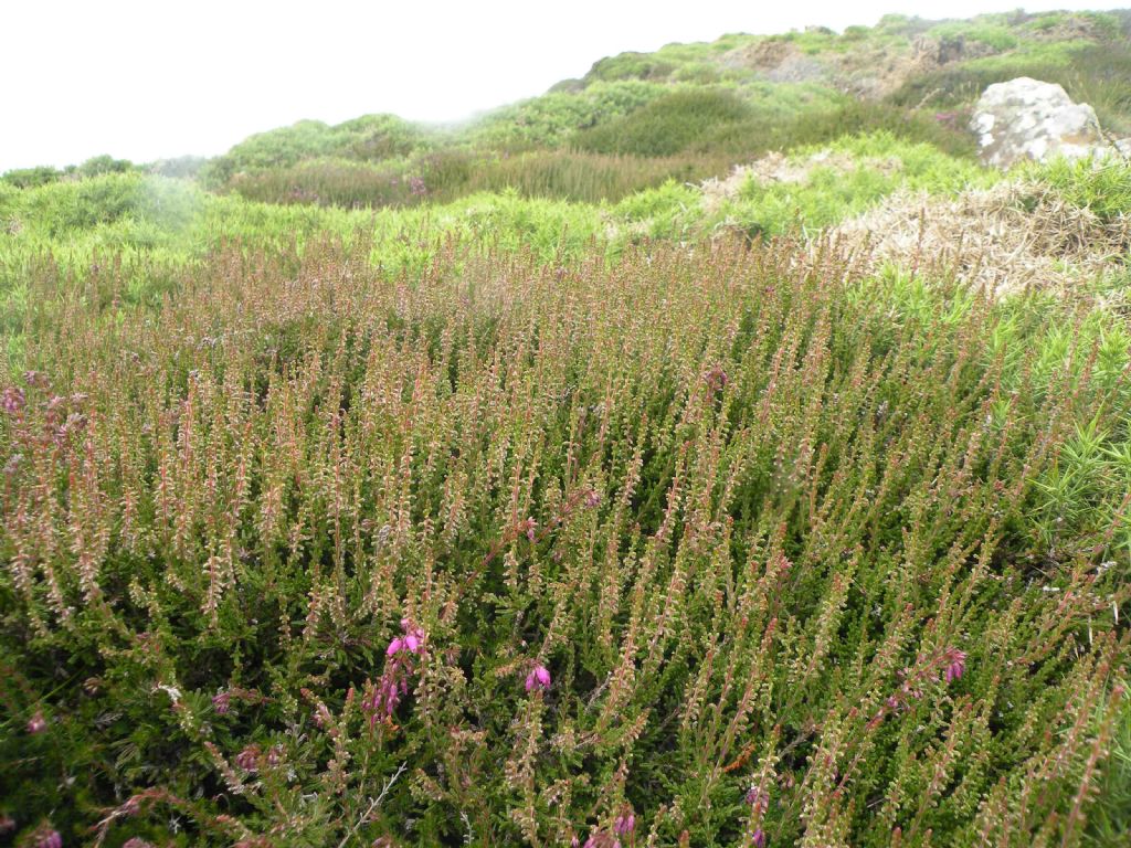 Dal Galles: Erica o Calluna?  Erica cinerea