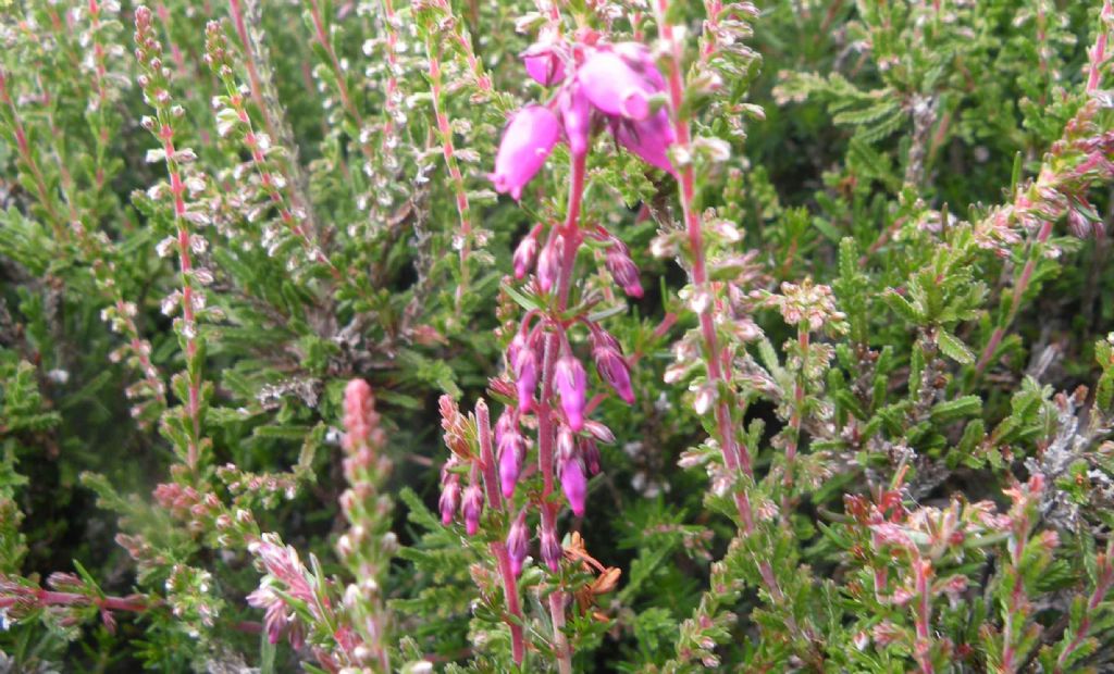 Dal Galles: Erica o Calluna?  Erica cinerea