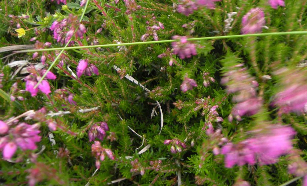 Dal Galles: Erica o Calluna?  Erica cinerea