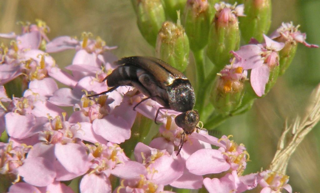 Mordellidae: Stenalia testacea?