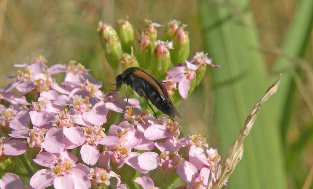 Mordellidae: Stenalia testacea?