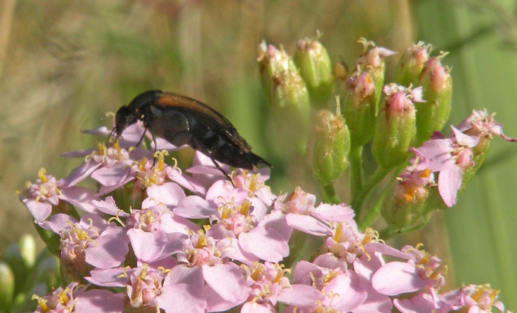 Mordellidae: Stenalia testacea?