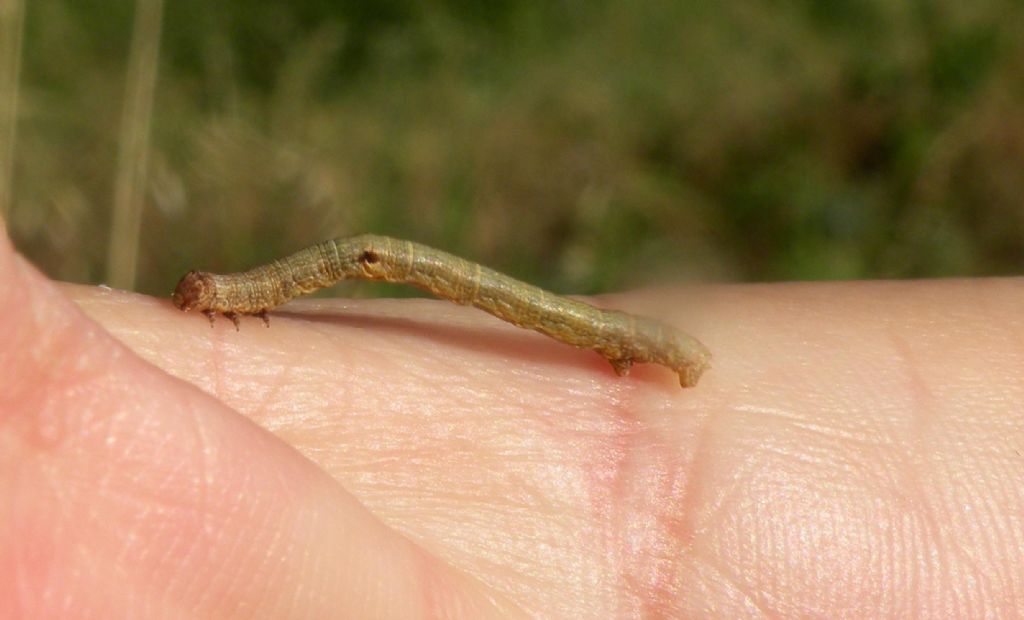 Larva di Geometridae