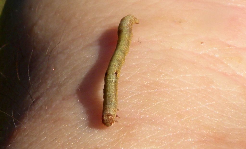Larva di Geometridae