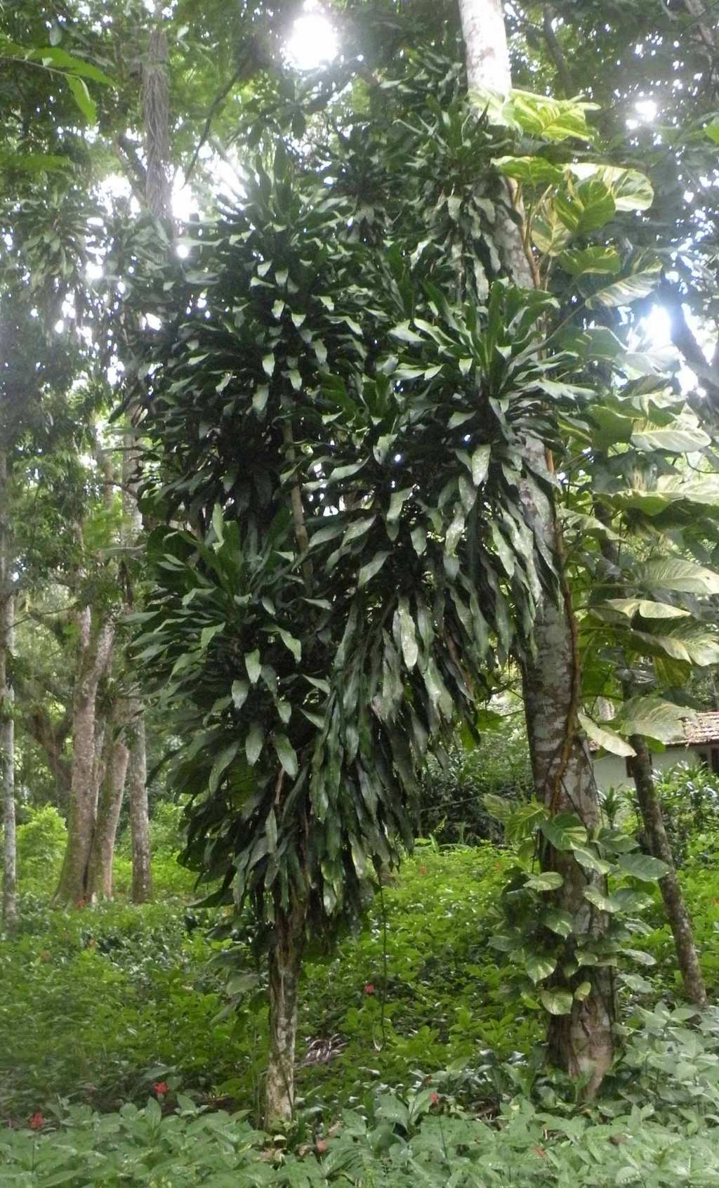 nella giungla di Cuba: Dracaena fragrans (Asparagaceae)