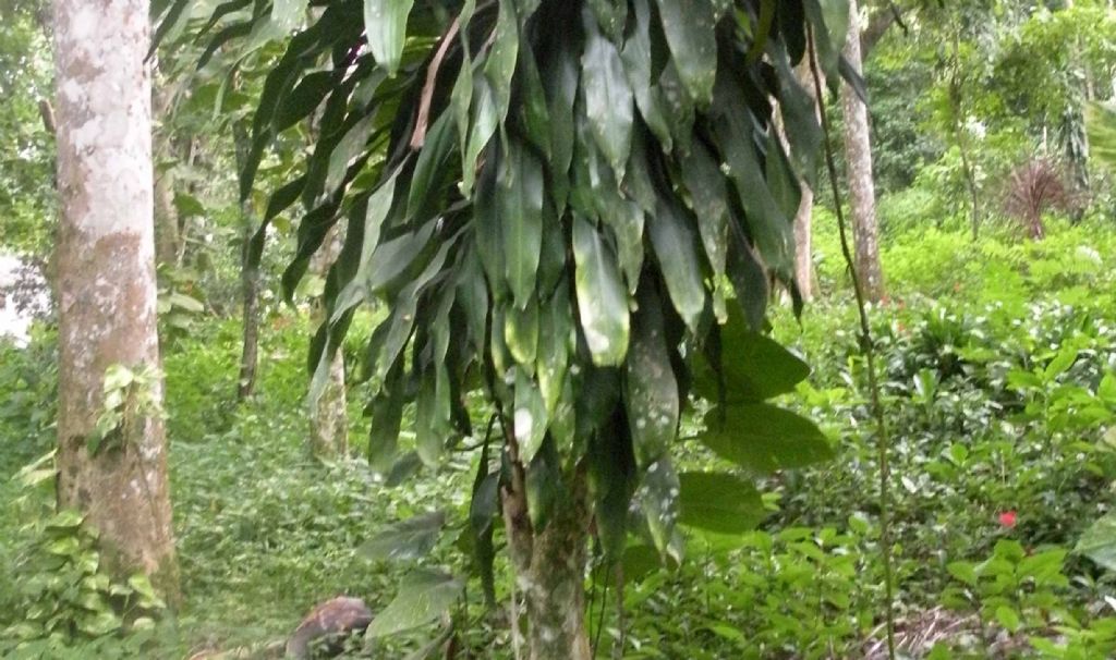 nella giungla di Cuba: Dracaena fragrans (Asparagaceae)