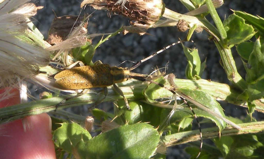 Agapanthia villosoviridescens? Agapanthia sp.