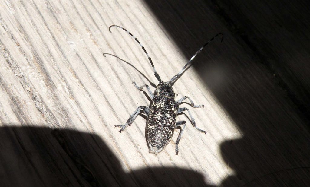 Cerambycidae: Monochamus sutor, femmina