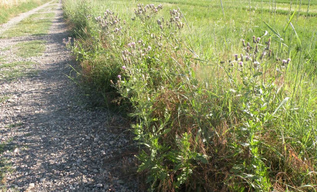 Cirsium arvense, vero?