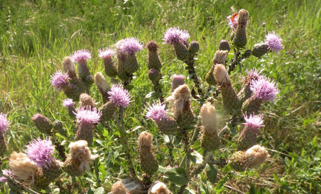 Cirsium arvense, vero?