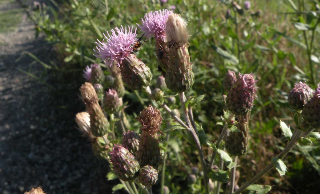 Cirsium arvense, vero?