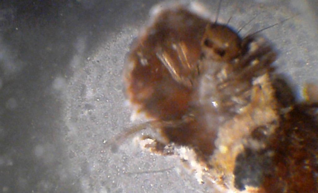 astuccio di larva di Limnephilidae: cfr. Potamophylax  sp.