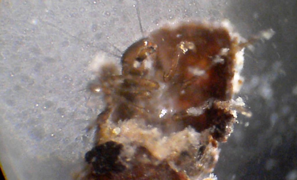 astuccio di larva di Limnephilidae: cfr. Potamophylax  sp.