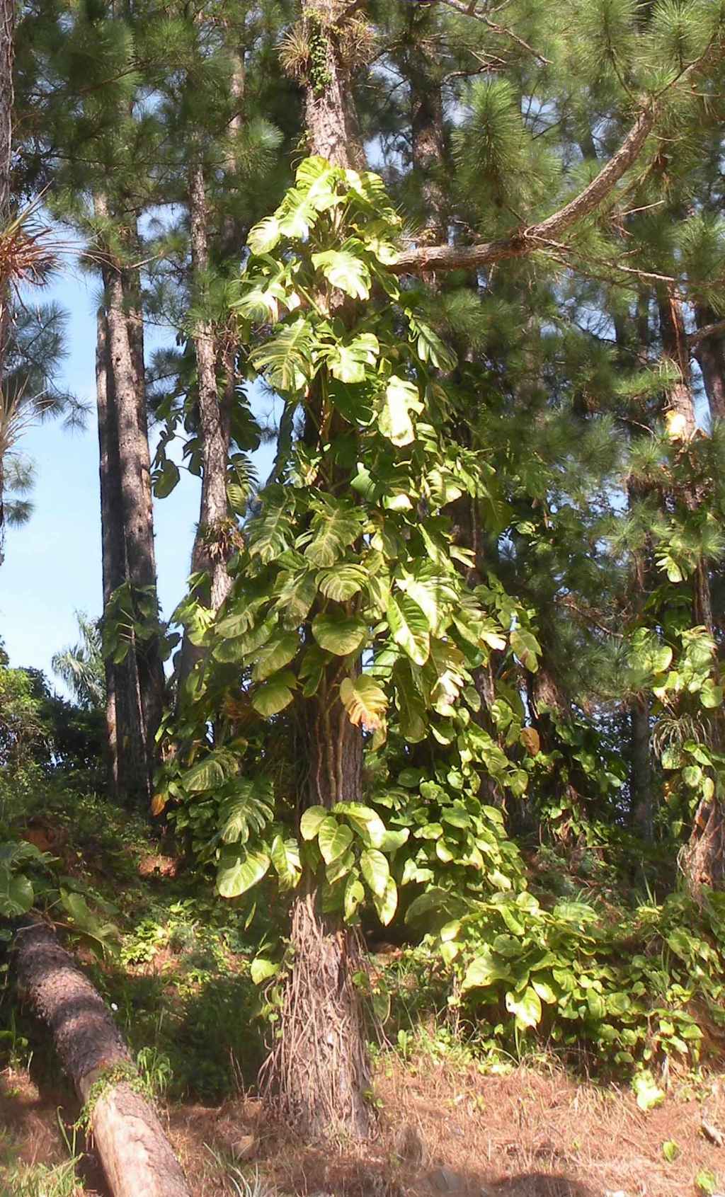 nella giungla di Cuba: Dracaena fragrans (Asparagaceae)