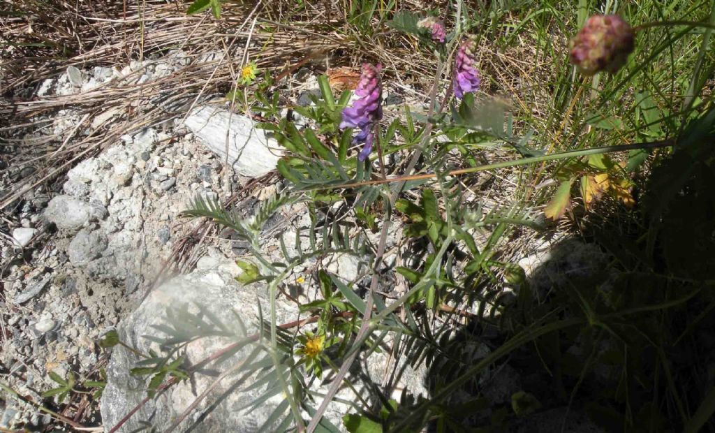 Vicia sp della Val d''Aosta