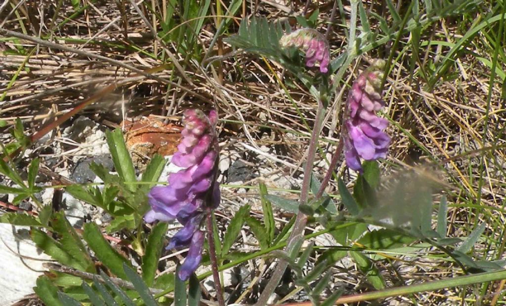 Vicia sp della Val d''Aosta