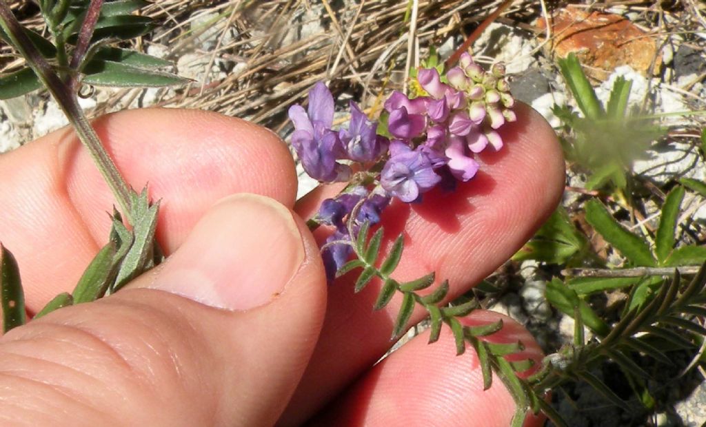 Vicia sp della Val d''Aosta