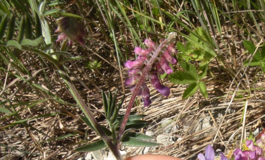 Vicia sp della Val d''Aosta