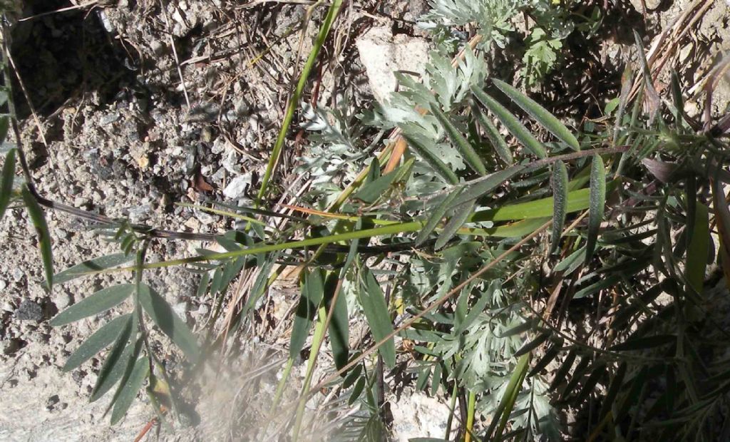 Vicia sp della Val d''Aosta