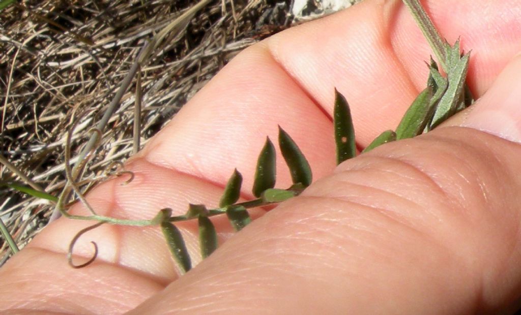 Vicia sp della Val d''Aosta