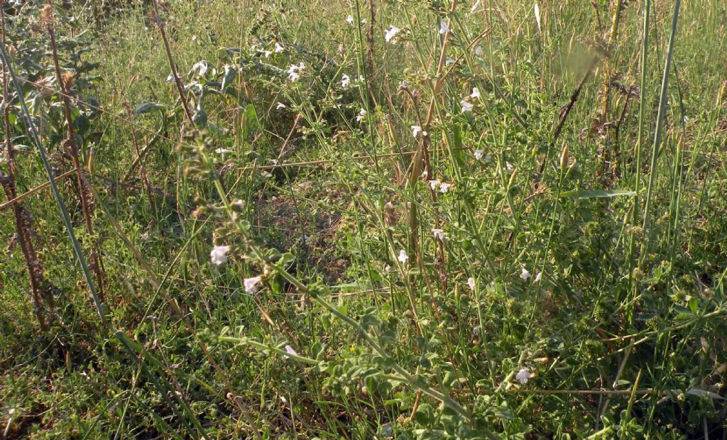 Forse un Clinopodium?  S, Clinopodium nepeta