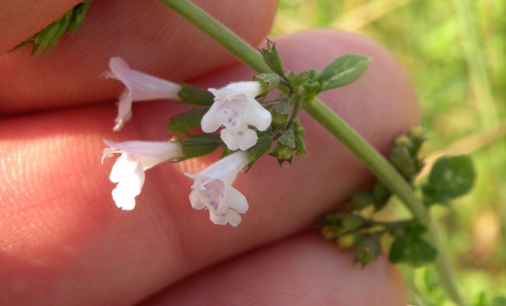 Forse un Clinopodium?  S, Clinopodium nepeta