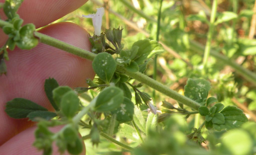 Forse un Clinopodium?  S, Clinopodium nepeta