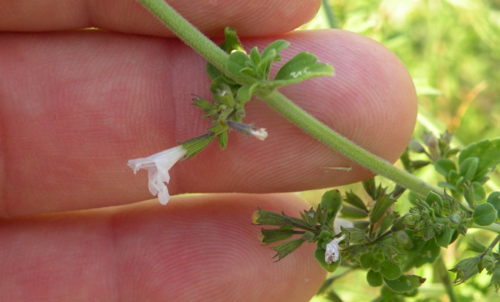 Forse un Clinopodium?  S, Clinopodium nepeta